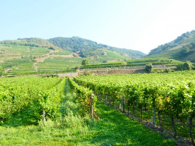 2016 Sommelier-Weinreise Niederösterreich